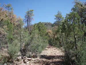 Gaddes spring trail