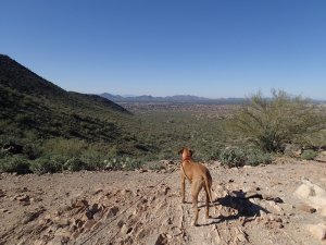 Dog enjoying the Lost Dog Wash trail